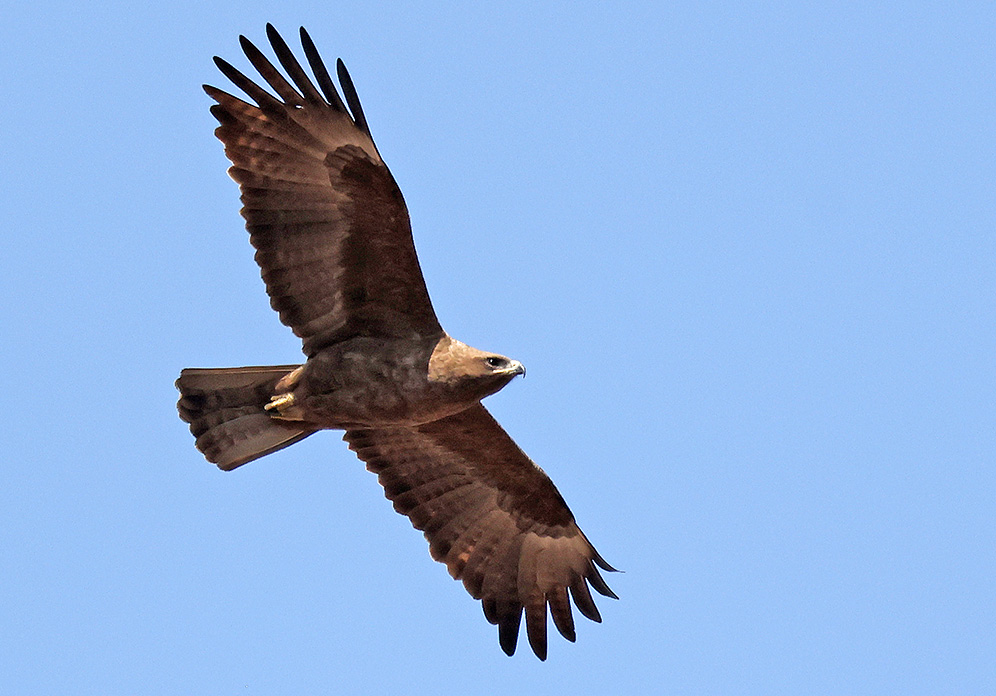 Wahlberg's Eagle in flight